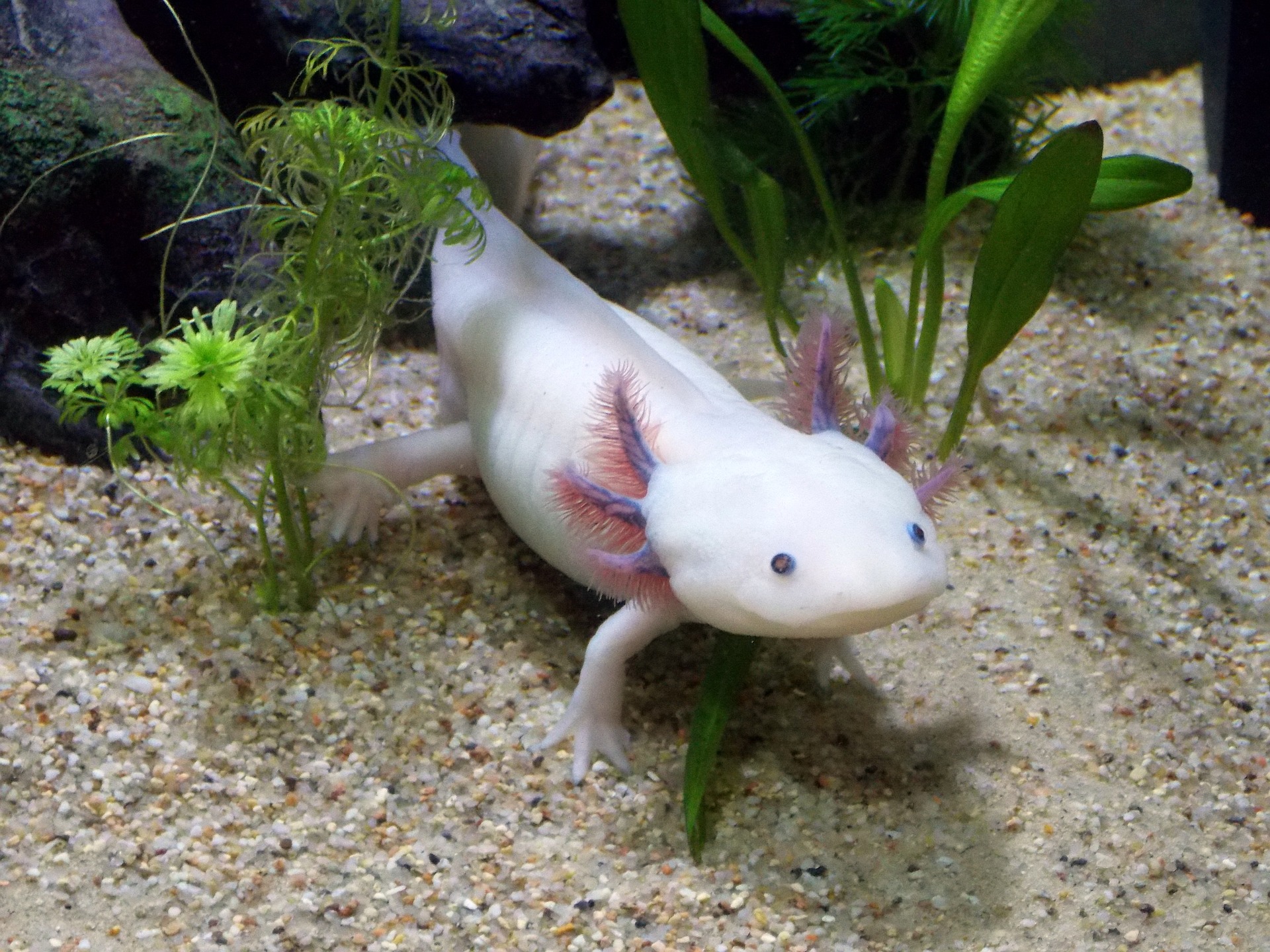 Axolotl - axolotl