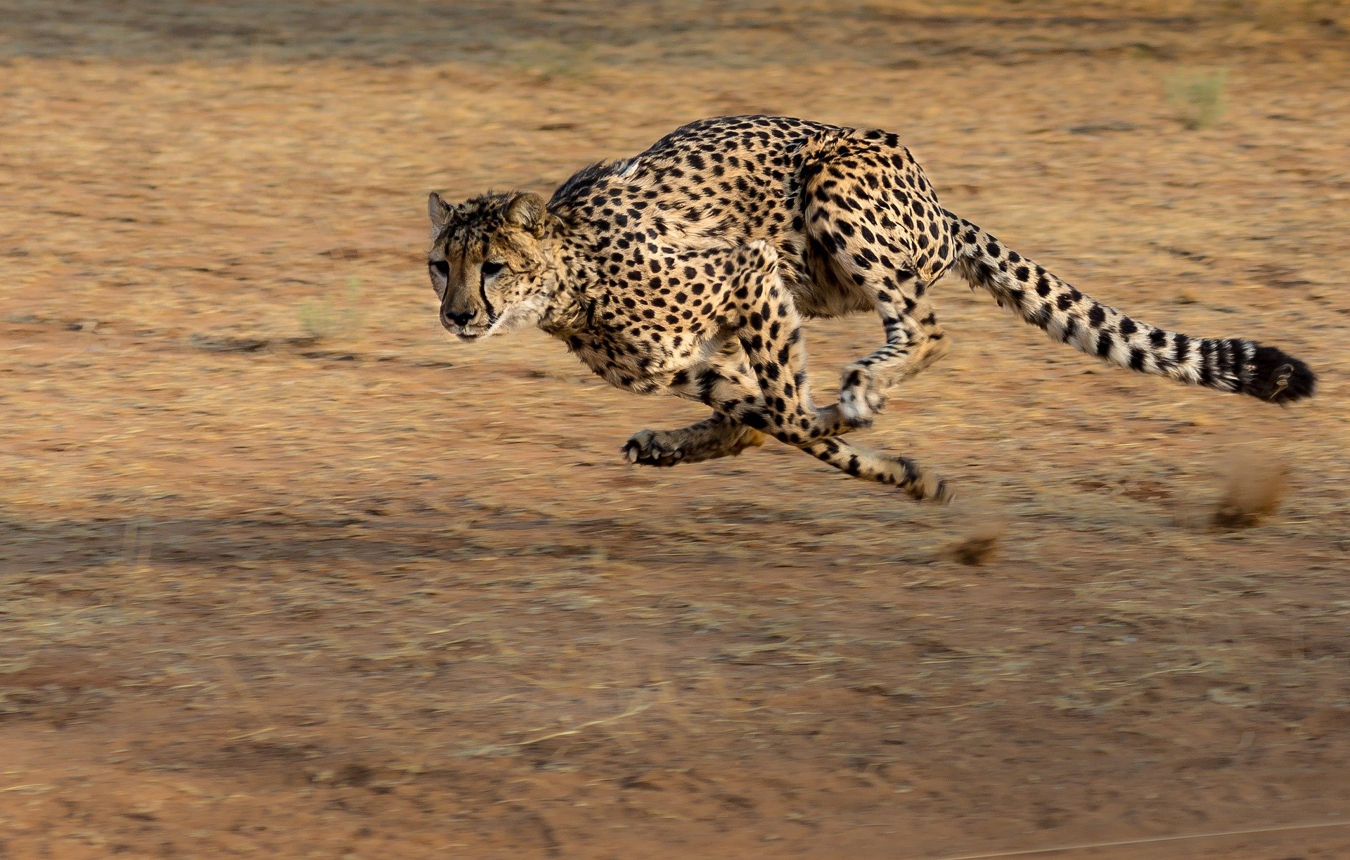 Gepard - cheetah