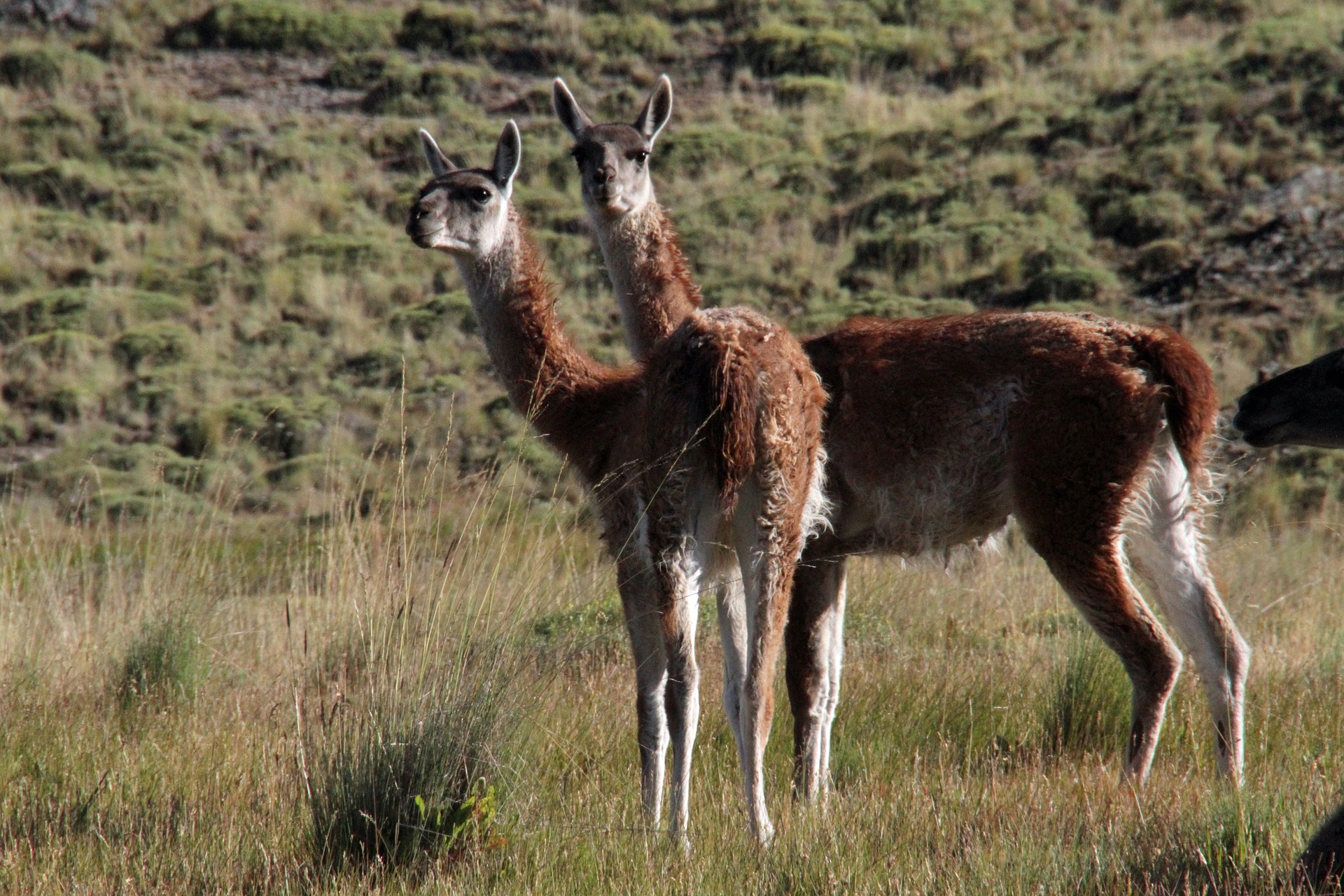 Guanako in Chile, Wildform des Lamas