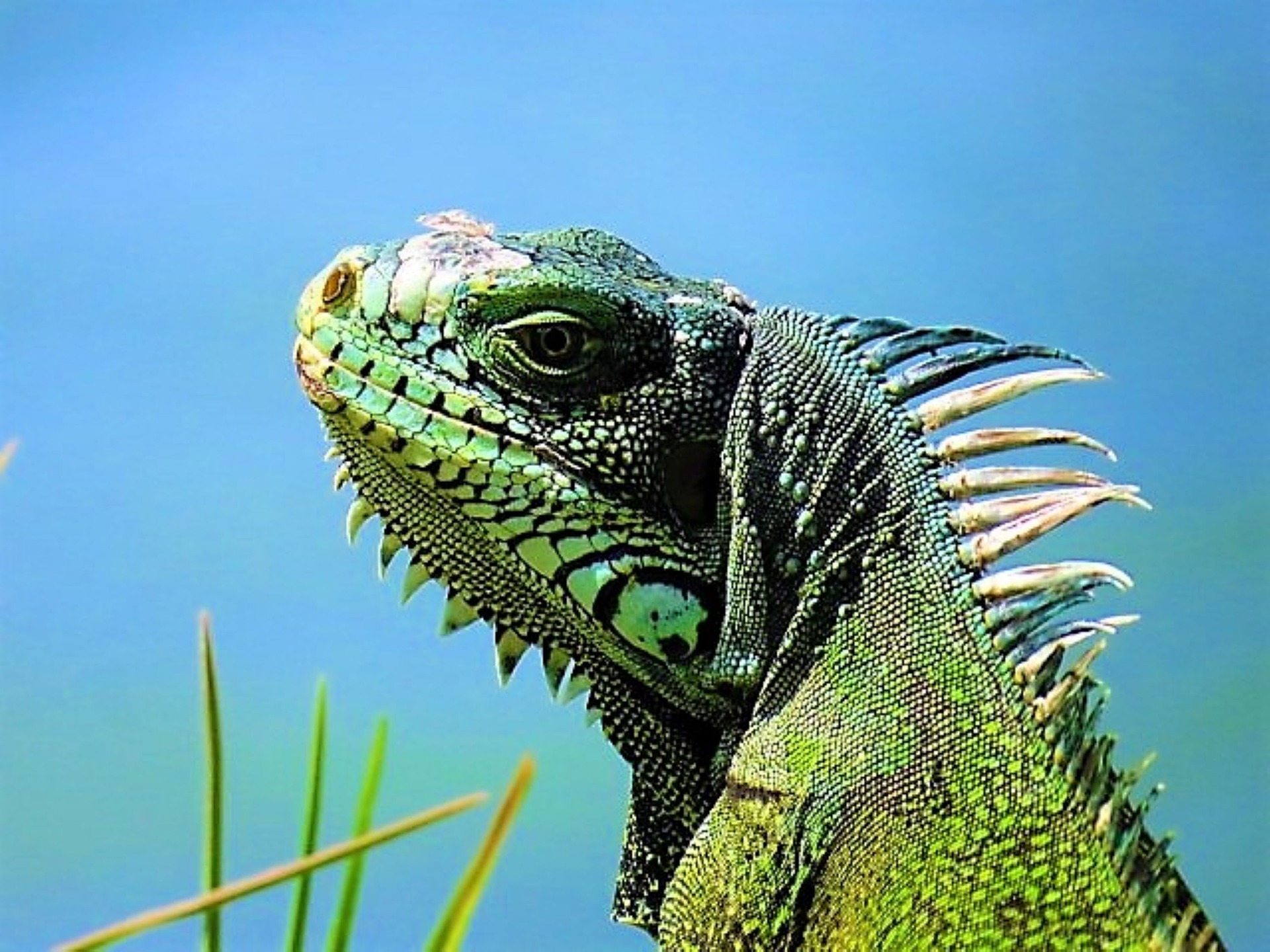 Leguan - iguana