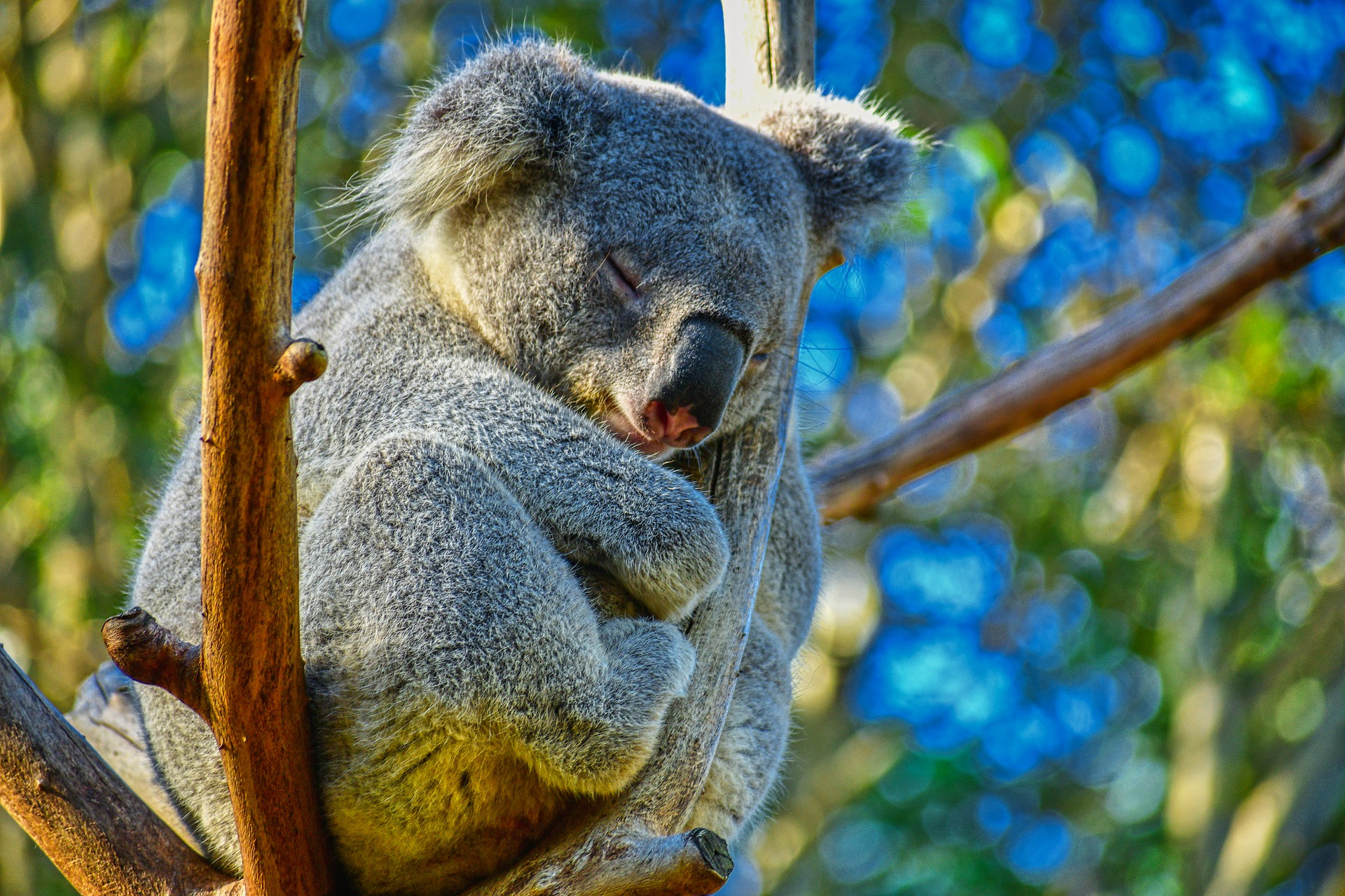 Koala - koala