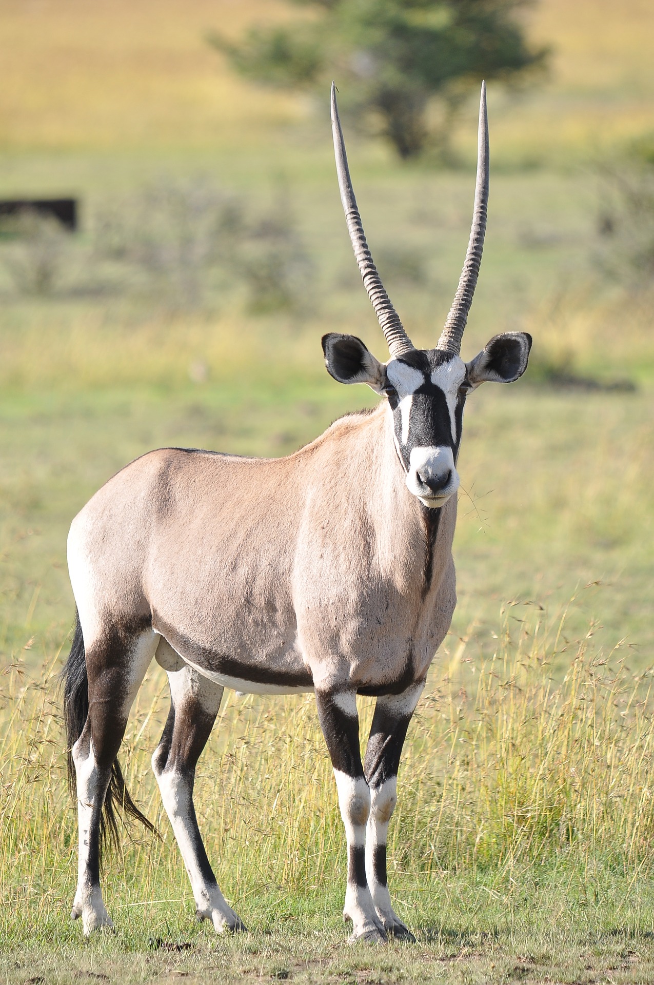 Oryxantilope - oryx antilope
