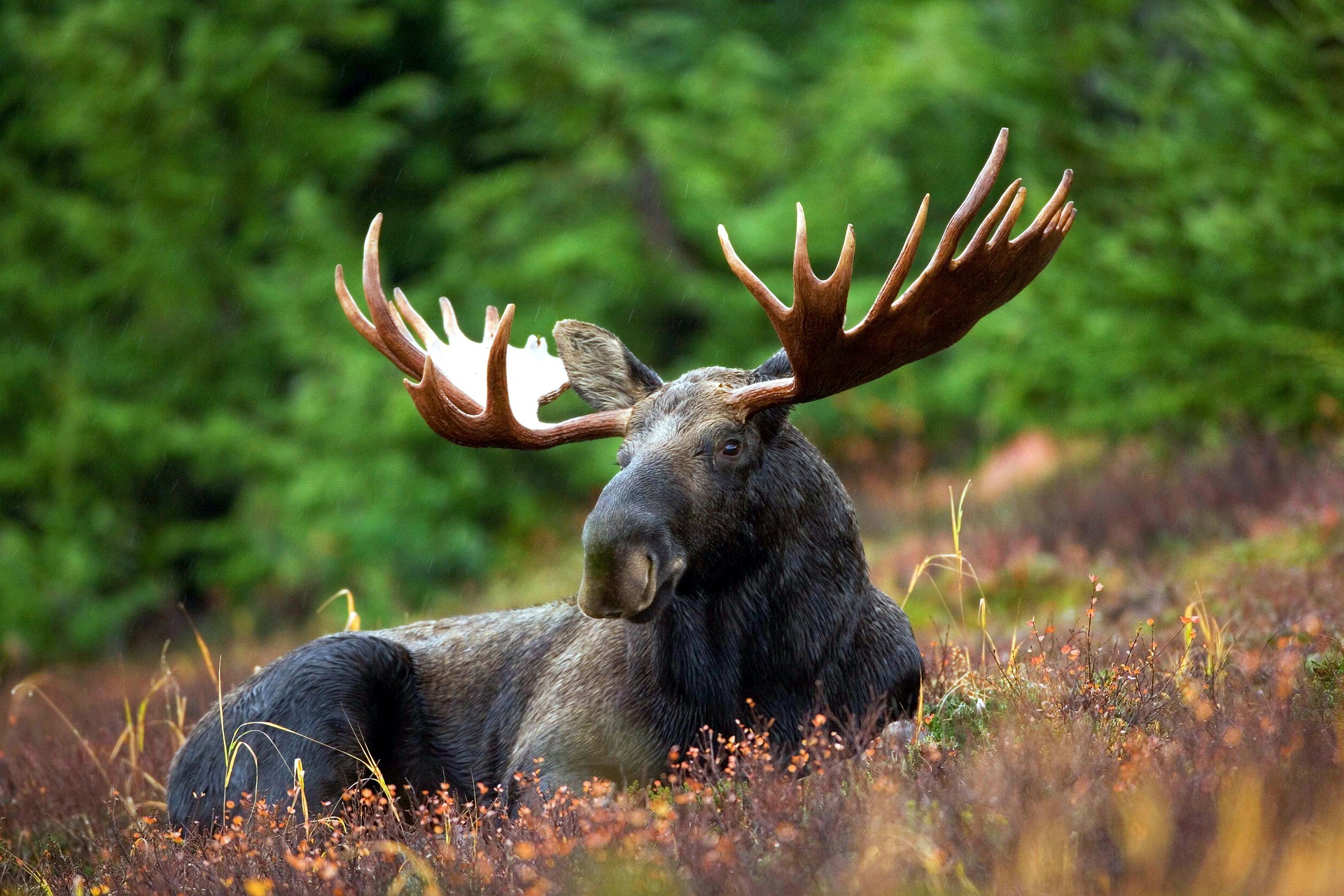 Elch - moose