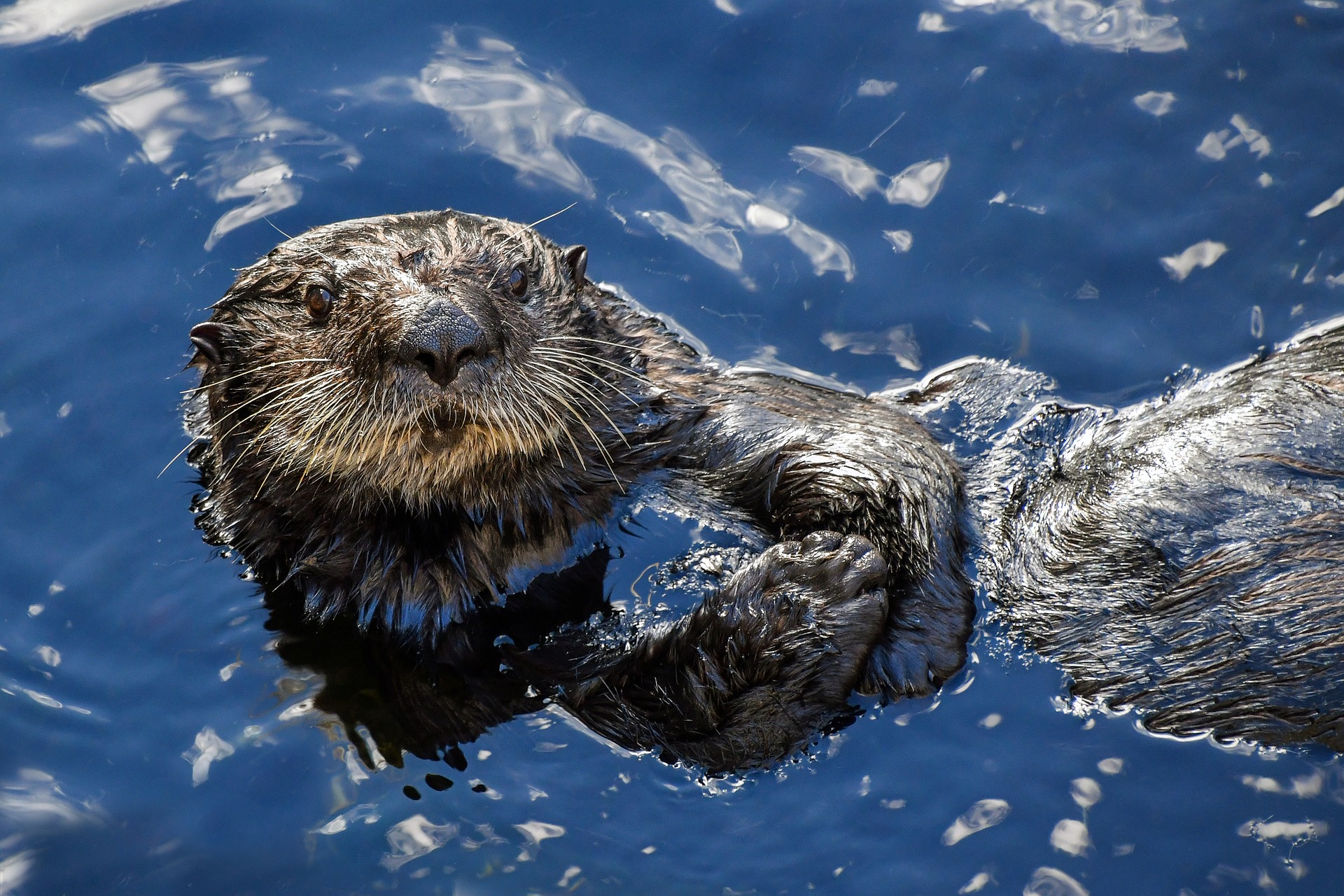 Seeotter - sea otter