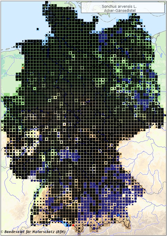Acker-Gänsedistel - Sonchus arvensis - Verbreitungsgebiet in Deutschland (Karte vom Bundesamt für Naturschutz, BfN, FloraWeb, abgerufen am 26.09.2022)