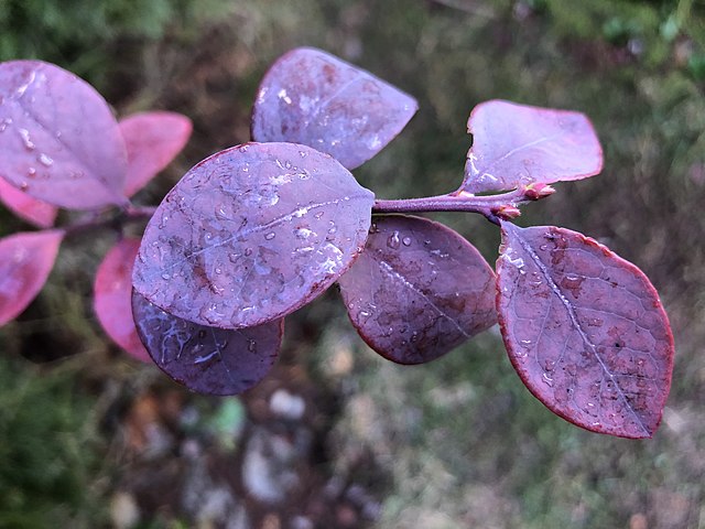 Amerikanische Heidelbeere - Vaccinium corymbifera - Blätter im Frühling (Famartin, CC BY-SA 4.0, via Wikimedia Commons)