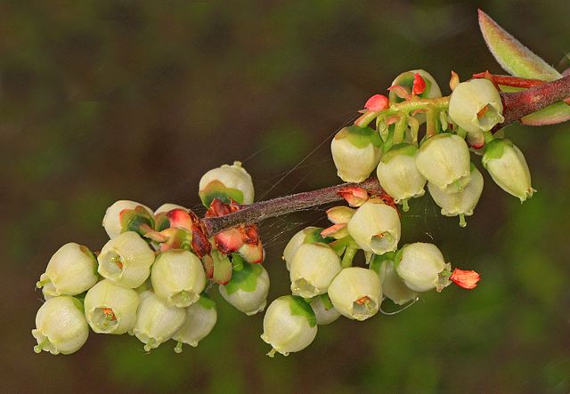 Amerikanische Heidelbeere - Vaccinium corymbifera - Pflanze in Virginia mit Blüten (Judy Gallagher, CC BY 2.0, via Wikimedia Commons)