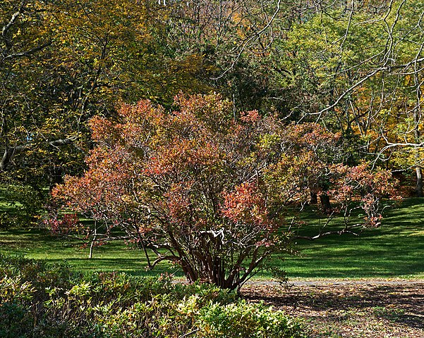 Amerikanische Heidelbeere - Vaccinium corymbifera - Strauch im Herbst (Plant Image Library from Boston, USA, CC BY-SA 2.0, via Wikimedia Commons)