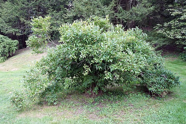 Amerikanische Heidelbeere - Vaccinium corymbifera - Strauch (Plant Image Library from Boston, USA, CC BY-SA 2.0, via Wikimedia Commons)