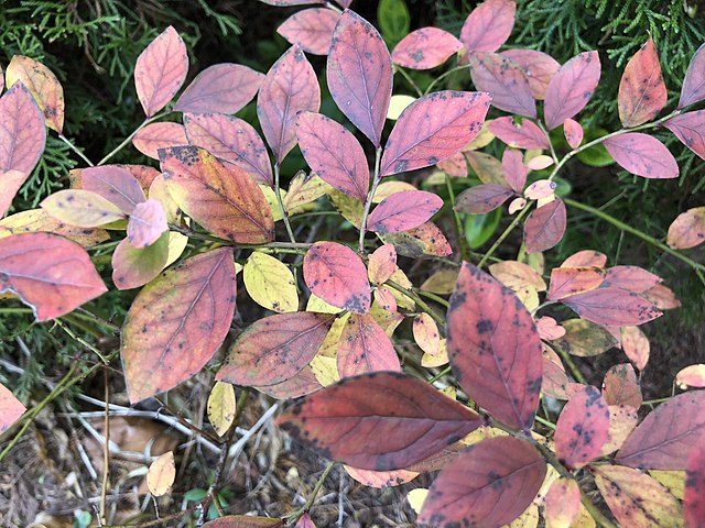 Amerikanische Heidelbeere - Vaccinium corymbifera - rote Blätter im Herbst (Famartin, CC BY-SA 4.0, via Wikimedia Commons)