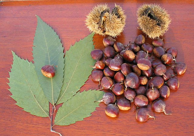Amerikanische Kastanie - American Chestnut (The original uploader was Peatcher at German Wikipedia., CC BY-SA 3.0, via Wikimedia Commons)