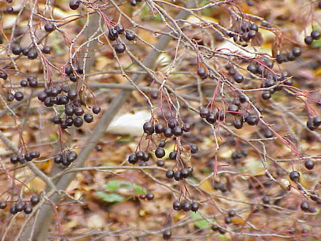 Aronia Naturhybrid - Aronia x prunifolia - Früchte (DKurt Stüber [1], CC BY-SA 3.0, via Wikimedia Commons)