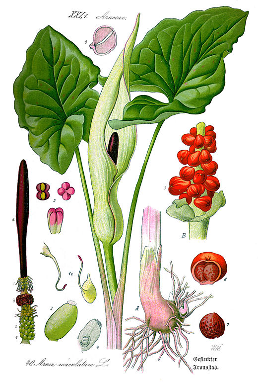 Aronstab - Arum maculatum - Zeichnung (Prof. Dr. Otto Wilhelm Thomé Flora von Deutschland, Österreich und der Schweiz 1885, Gera, Germany)