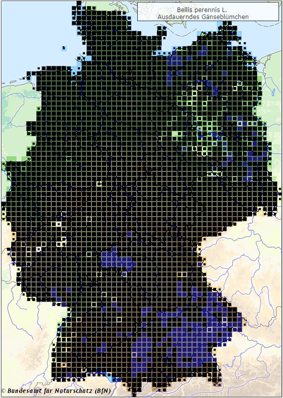 Ausdauerndes Gänseblümchen - Bellis perennis - Verbreitungsgebiet in Deutschland (Karte vom Bundesamt für Naturschutz, BfN, FloraWeb, abgerufen am 26.09.2022)