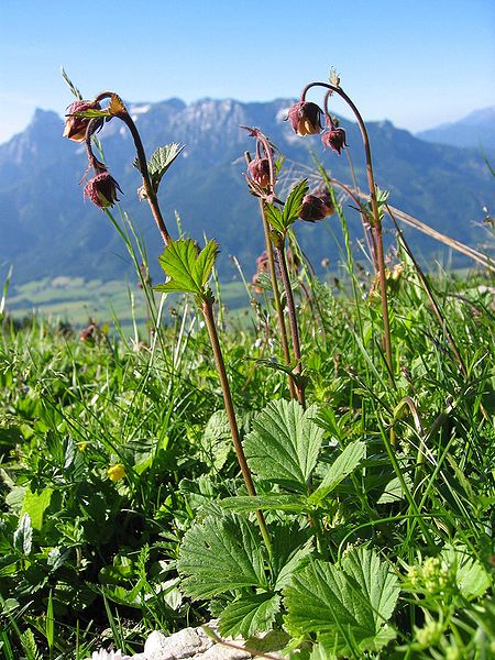 Bach-Nelkenwurz - Geum rivale - Pflanze (Tigerente, CC BY-SA 1.2, via Wikimedia Commons)