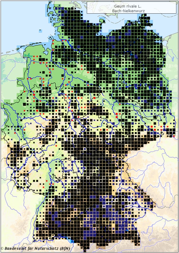 Bach-Nelkenwurz - Geum rivale - Verbreitungsgebiet in Deutschland (Karte vom Bundesamt für Naturschutz, BfN, FloraWeb, abgerufen am 26.09.2022)