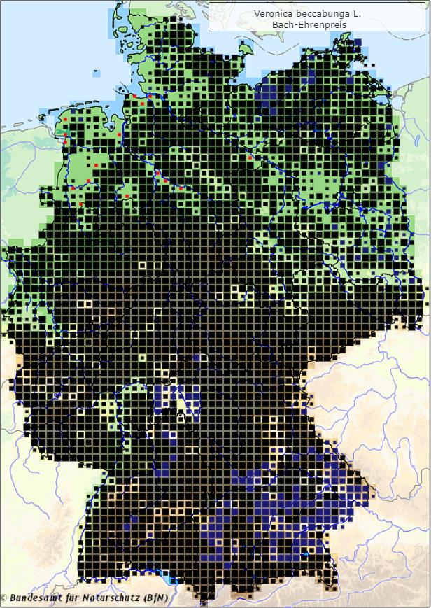 Bachbunge - Veronica beccabunga - Verbreitungsgebiet in Deutschland (Karte vom Bundesamt für Naturschutz, BfN, FloraWeb, abgerufen am 30.09.2022)