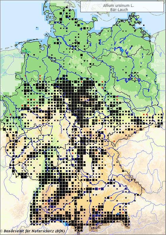 Verbreitungsgebiet des Bärlauchs (Allium ursinum) in Deutschland (Karte vom Bundesamt für Naturschutz, BfN, FloraWeb)