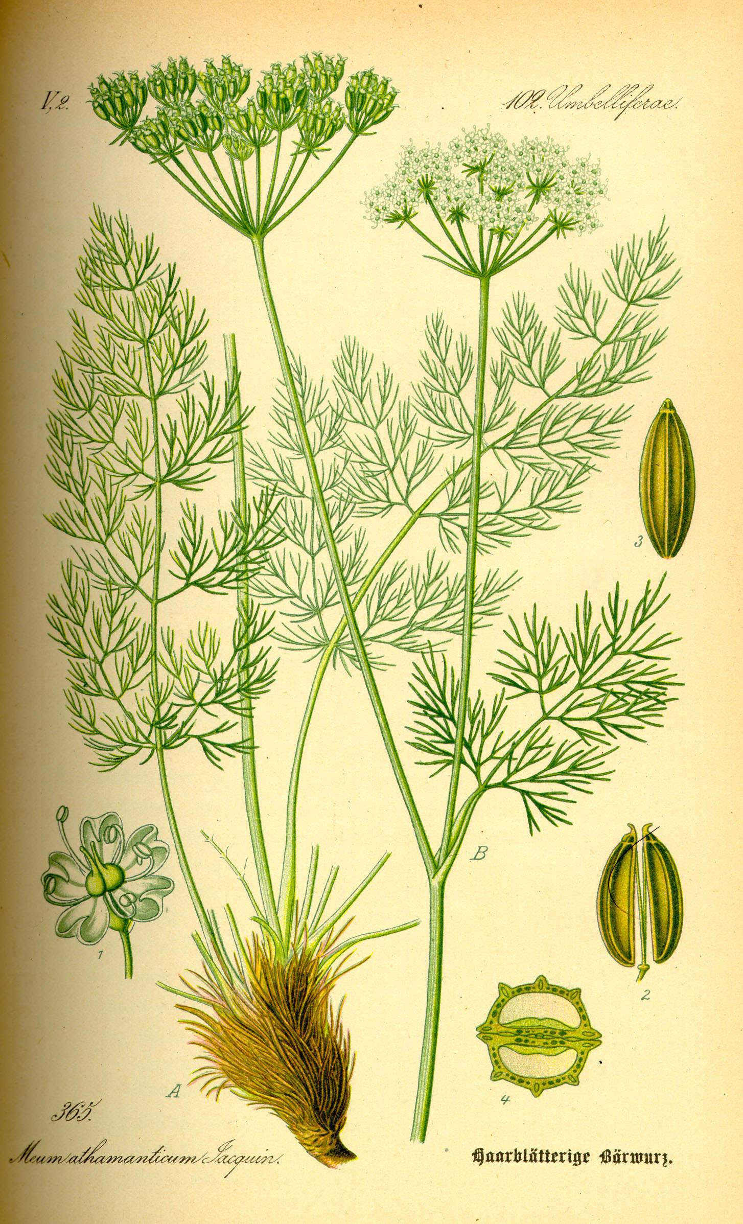 Bärwurz - Meum athamanticum - Zeichnung (Prof. Dr. Otto Wilhelm Thomé ''Flora von Deutschland, Österreich und der Schweiz'' 1885, Gera, Germany, http://www.biolib.de/thome/band3/tafel_049.jpg)