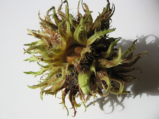 Baumhasel - Corylus colurna - Nuss-Fruchtstand (Wagner2005, CC BY-SA 3.0, via Wikimedia Commons)