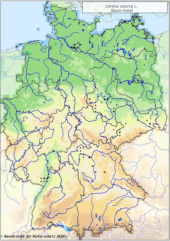 Baumhasel - Corylus colurna - Verbreitungsgebiet in Deutschland (Karte vom Bundesamt für Naturschutz, BfN, FloraWeb, abgerufen am 26.09.2022)