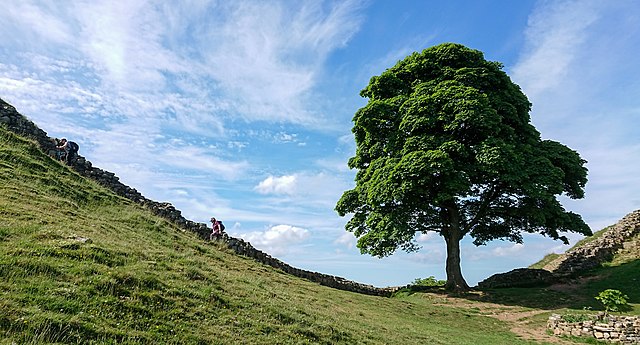 Berg-Ahorn - Acer pseudoplatanus - Baum (Sycamore Gap Tree (Acer pseudoplatanus), next to Hadrian’s Wall trekking trail, Northumberland UK, Photo: Gordon Leggett / Wikimedia Commons)