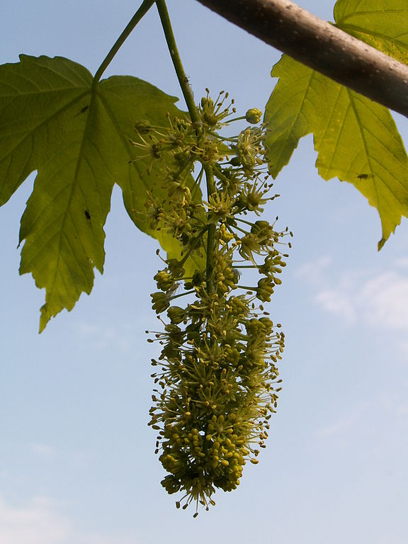 Berg-Ahorn - Acer pseudoplatanus - Blüte (Krzysztof Ziarnek, CC BY-SA 3.0, via Wikimedia Commons)
