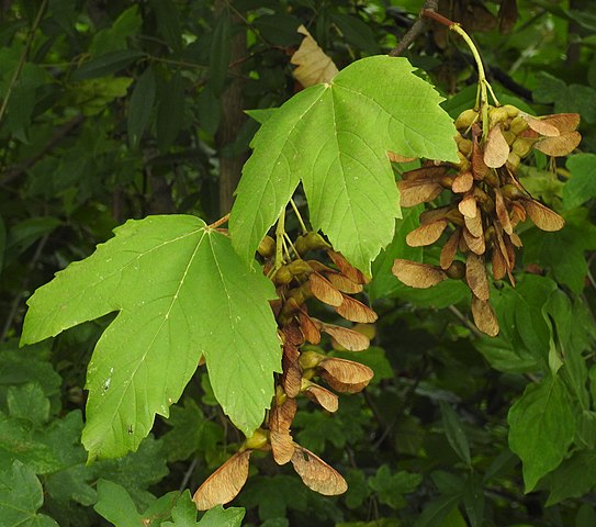 Berg-Ahorn - Acer pseudoplatanus - Früchte und Blätter (Robert Flogaus-Faust, CC BY 4.0, via Wikimedia Commons)