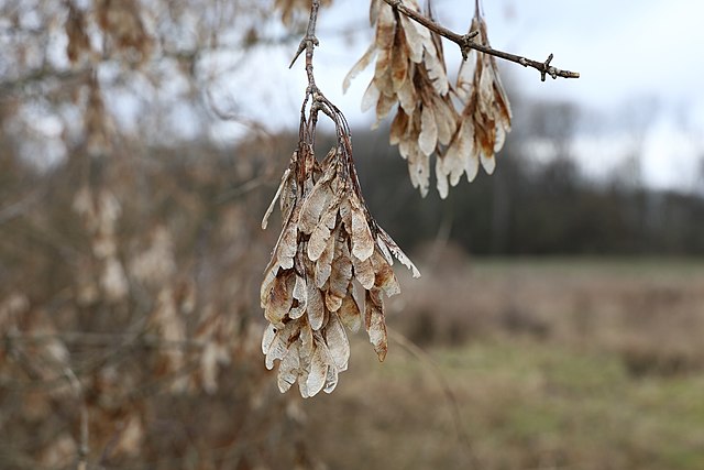 Berg-Ahorn - Acer pseudoplatanus - Früchte (Nefronus, CC BY-SA 4.0, via Wikimedia Commons)