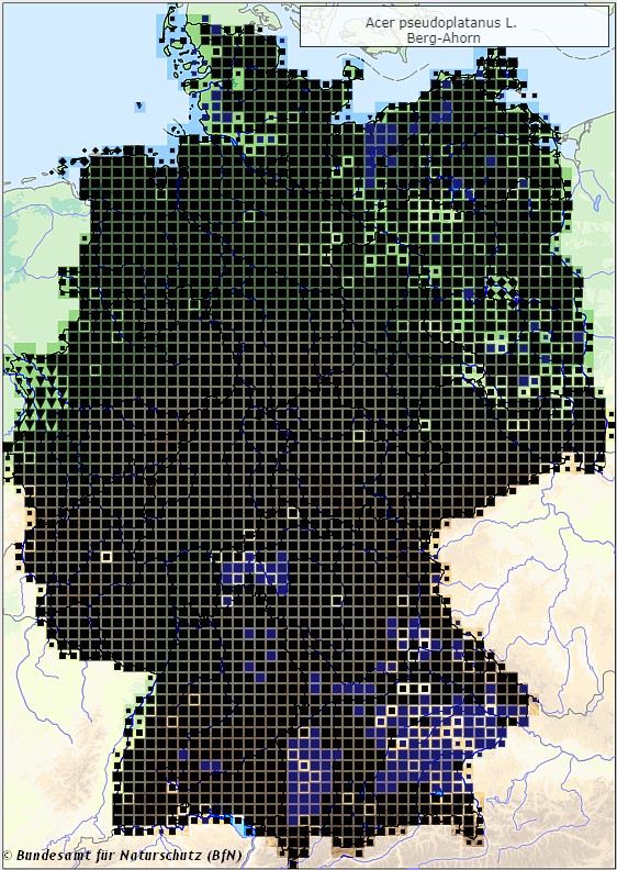 Berg-Ahorn - Acer pseudoplatanus - Verbreitungsgebiet in Deutschland (Karte vom Bundesamt für Naturschutz, BfN, FloraWeb, abgerufen am 26.09.2022)
