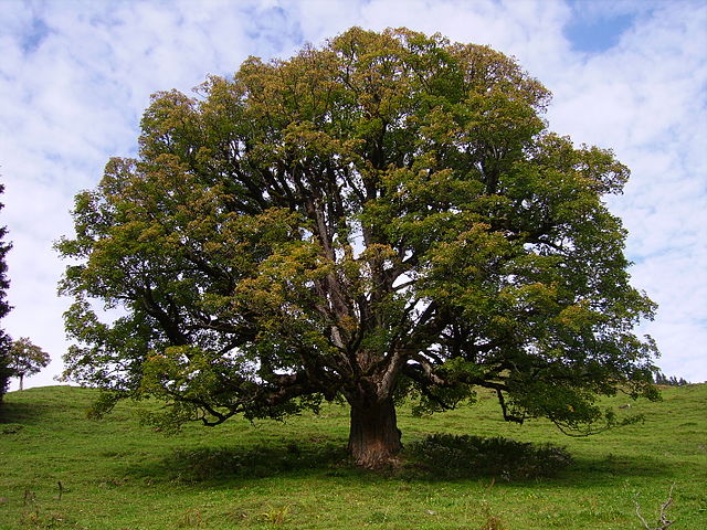 Berg-Ahorn - Acer pseudoplatanus - einzelstehender Baum (MurielBendel, CC BY-SA 4.0, via Wikimedia Commons)