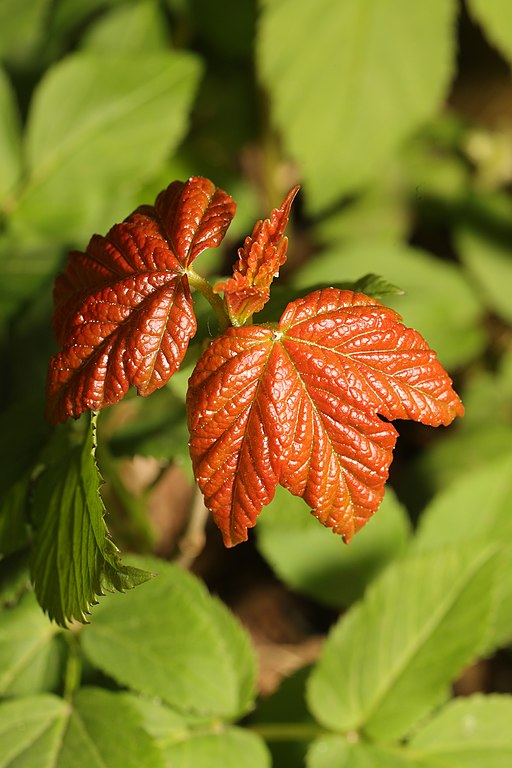 Berg-Ahorn - Acer pseudoplatanus - junge Blätter (Stephen James McWilliam, CC0, via Wikimedia Commons)