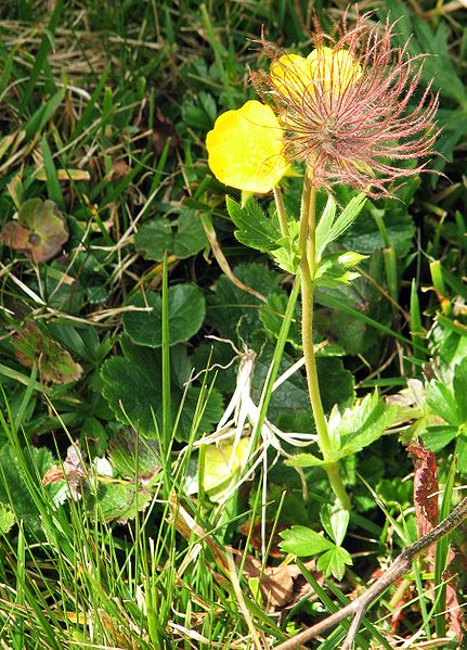 Berg-Nelkenwurz - Geum montanum - Blüte und Frucht ($Mathe94$, CC BY-SA 3.0, via Wikimedia Commons)