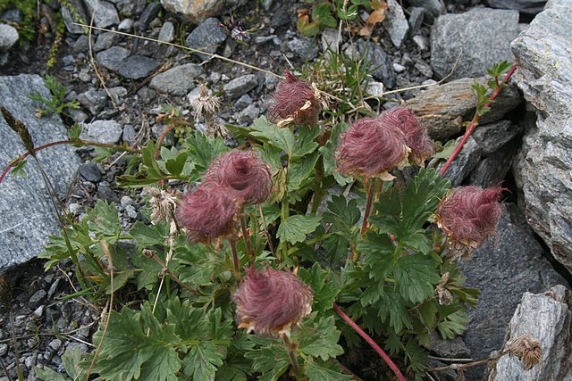 Berg-Nelkenwurz - Geum montanum - Frucht (Pmau, CC BY-SA 4.0, via Wikimedia Commons)
