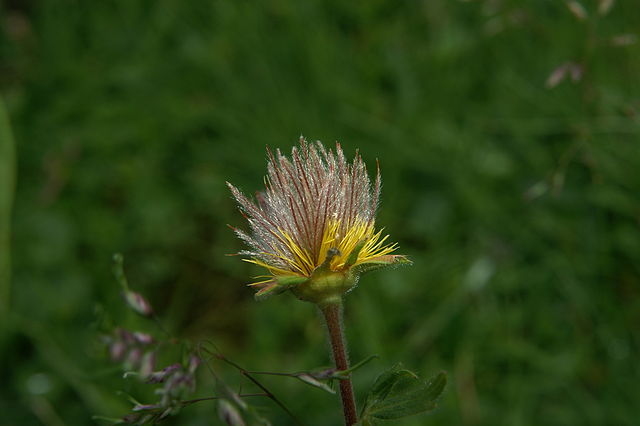 Berg-Nelkenwurz - Geum montanum - Übergang von der Blüte zur Frucht (Benjamin Zwittnig, CC BY 2.5 SI, via Wikimedia Commons)