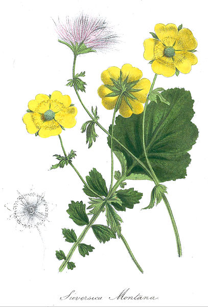 Berg-Nelkenwurz - Geum montanum - Zeichnung (George Beauchamp Knowles, Frederic Westcott, The floral cabinet and magazine of exotic botany, Volume II, London, 1838, Public domain, via Wikimedia Commons)