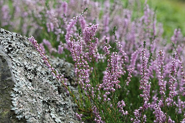 Besenheide - Calluna vulgaris - Blühende Pflanzen (T. Kebert, CC BY-SA 4.0, via Wikimedia Commons)