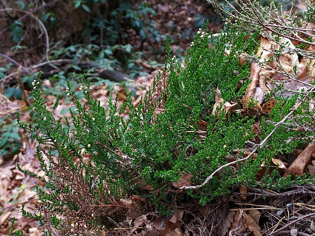Besenheide - Calluna vulgaris - Pflanzen (carnifex, CC BY 4.0, via Wikimedia Commons)