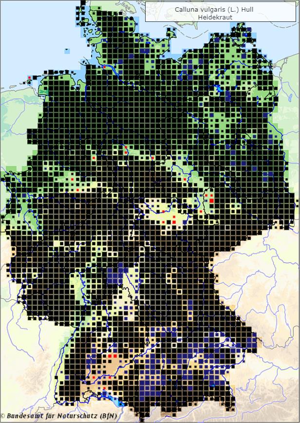 Besenheide - Calluna vulgaris - Verbreitungsgebiet in Deutschland (Karte vom Bundesamt für Naturschutz, BfN, FloraWeb, abgerufen am 28.09.2022)