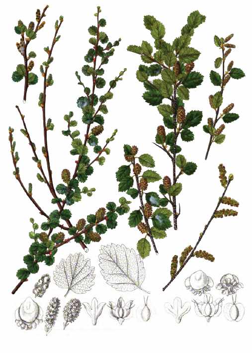 Zwergbirke - Betula nana und Zwergmoorbirke - Betula fruticosa - Zeichnung (Icones florae Germanicae et Helveticae, Heinrich Gottlieb Ludwig Reichenbach, Public domain, via Wikimedia Commons)