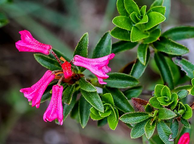 Bewimperte Alpenrose - Rhododendron hirsutum - Blätter und Blüten (Hedwig Storch, CC BY-SA 3.0, via Wikimedia Commons)