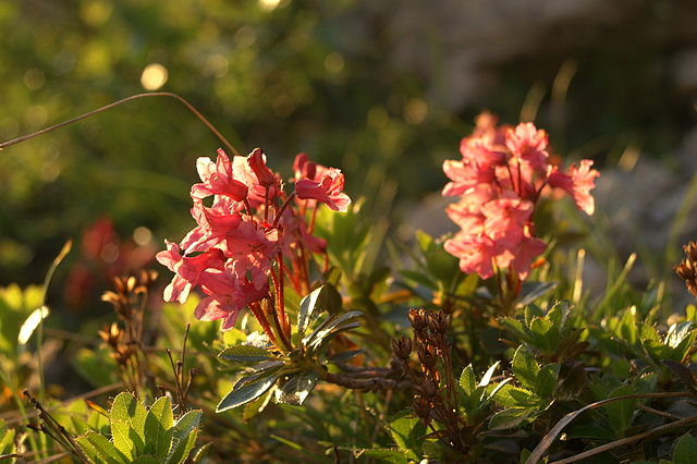 Bewimperte Alpenrose - Rhododendron hirsutum - Pflanzen mit Blüten (Benjamin Zwittnig, CC BY 2.5 SI, via Wikimedia Commons)