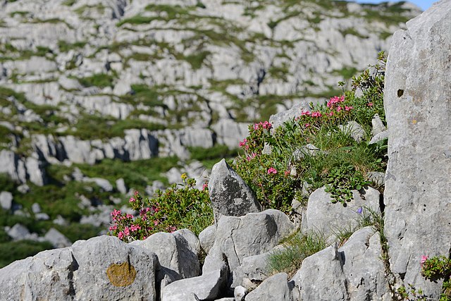 Bewimperte Alpenrose - Rhododendron hirsutum - Pflanzen (Böhringer Friedrich, CC BY-SA 3.0 AT, via Wikimedia Commons)