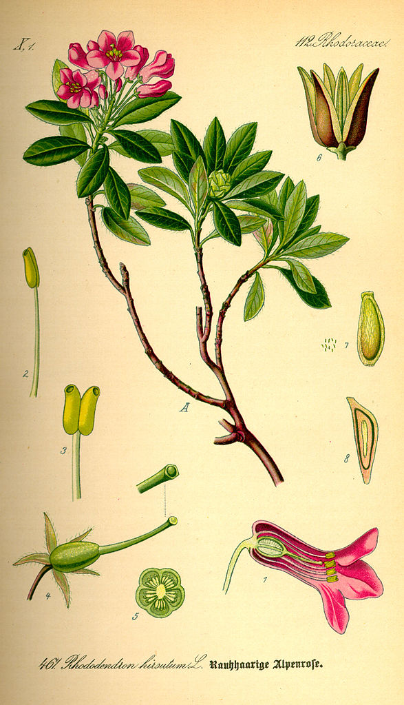 Bewimperte Alpenrose - Rhododendron hirsutum - Zeichnung (Prof. Dr. Otto Wilhelm Thomé Flora von Deutschland, Österreich und der Schweiz 1885, Gera, Germany, Public Domain, via Wikimedia Commons)