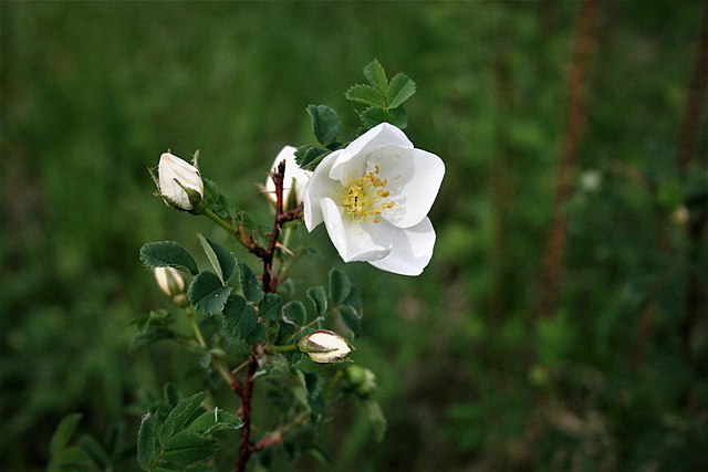 Bibernell-Rose - Rosa spinosissima - Blüten (Espirat, CC BY-SA 4.0, via Wikimedia Commons)