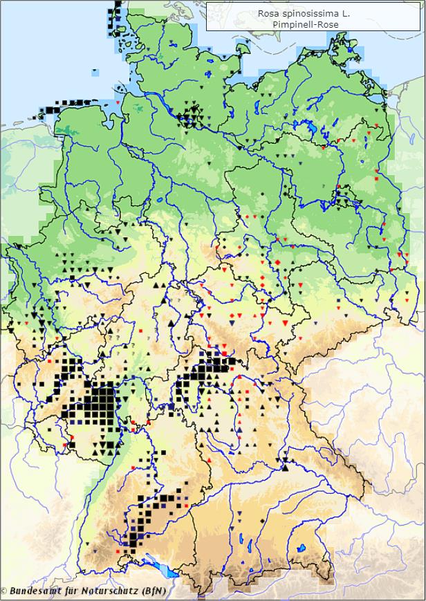https://www.floraweb.de/webkarten/karte.html?taxnr=4899 - Bibernell-Rose - Rosa spinosissima - Verbreitungsgebiet in Deutschland (Karte vom Bundesamt für Naturschutz, BfN, FloraWeb, abgerufen am 30.09.2022)