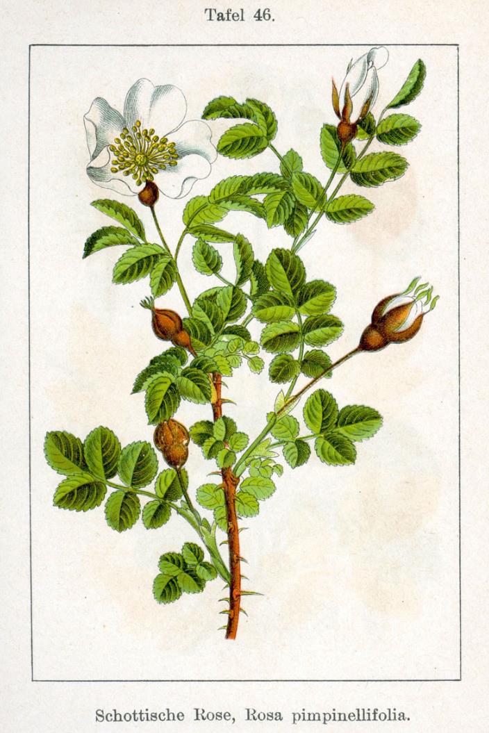 Bibernell-Rose - Rosa spinosissima - Zeichnung (http://www.biolib.de/sturm/flora/high/ Sturm08046.html, Jacob Sturm, Johann Georg Sturm: Deutschlands Flora in Abbildungen. Tafeln. , Tafel 46, Nürnberg 1796)