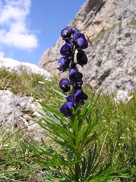 Blauer Eisenhut - Aconitum napellus - Einzelpflanze (Axel Mauruszat, Attribution, via Wikimedia Commons)