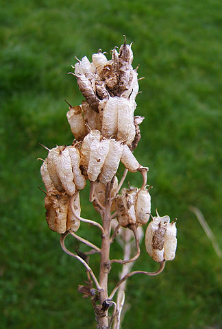 Blauer Eisenhut - Aconitum napellus - Reife Samenstände (Wildfeuer, CC BY-SA 3.0, via Wikimedia Commons)