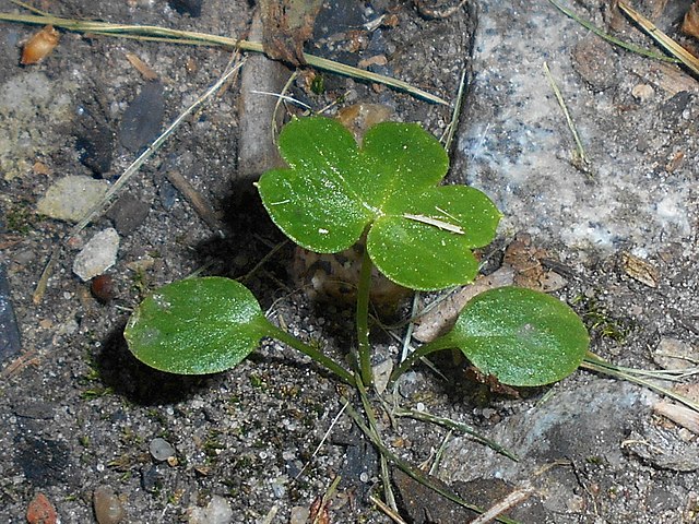Blauer Eisenhut - Aconitum napellus - Sämling (Salicyna, CC BY-SA 4.0, via Wikimedia Commons)